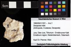 Foto (Objket + Etiketten) von Decapoda indet. 